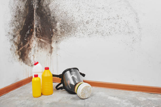 Best Mold Damage Repair  in Teviston, CA