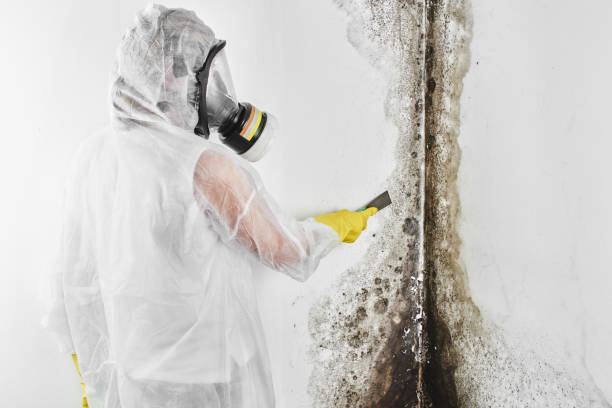 Best Residential Mold Removal  in Teviston, CA