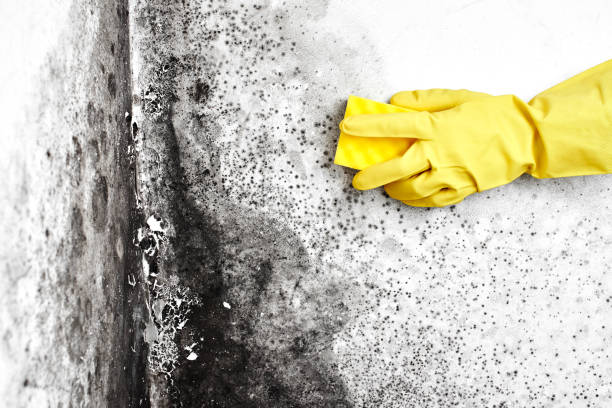 Best Certified Mold Removal  in Teviston, CA