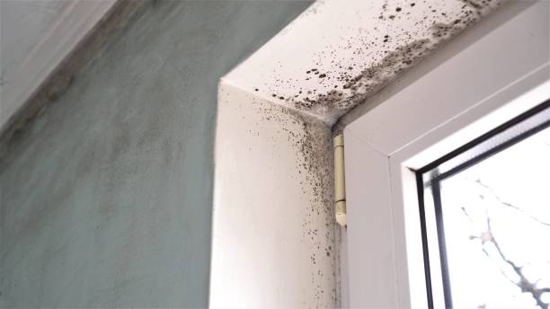 Best Professional Mold Removal  in Teviston, CA