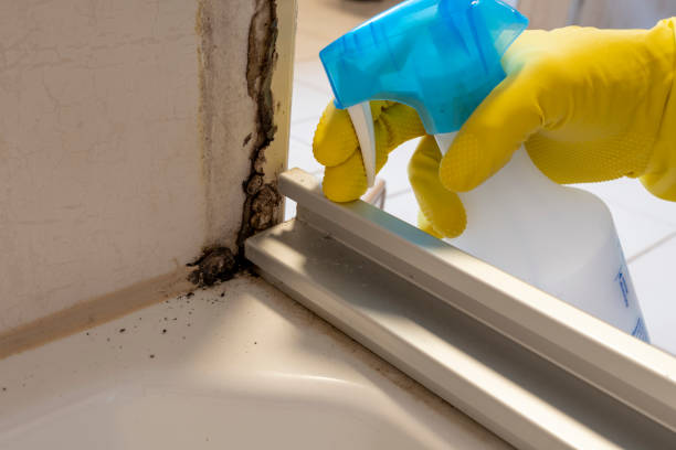 Best Mold Testing and Removal  in Teviston, CA