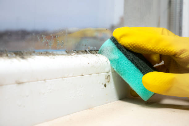 Best Black Mold Removal  in Teviston, CA