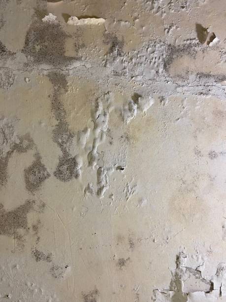 Best Local Mold Removal Service  in Teviston, CA