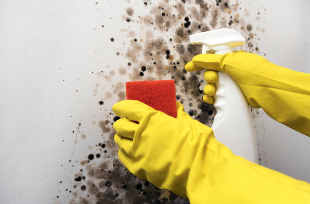 Best Toxic Mold Removal  in Teviston, CA