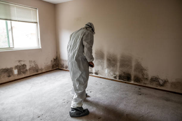 Best Emergency Mold Removal  in Teviston, CA