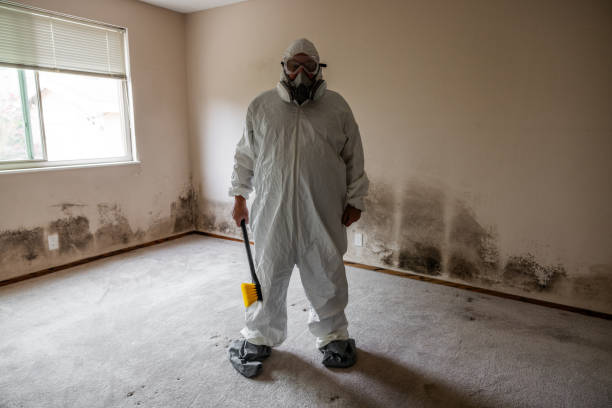 Mold Testing and Removal in Teviston, CA