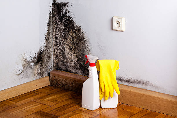 Best Mold Cleaning Services  in Teviston, CA