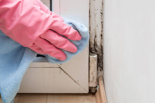 Best Mold Testing  in Teviston, CA