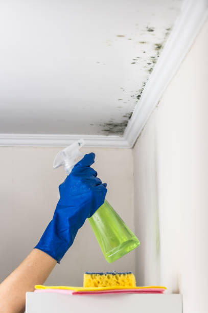 Best Home Mold Removal  in Teviston, CA