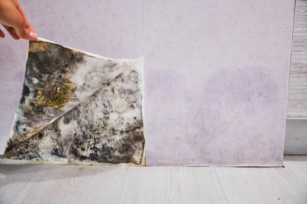 Best Affordable Mold Removal  in Teviston, CA